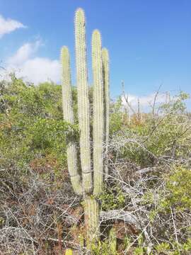 Image of Cephalocereus nudus