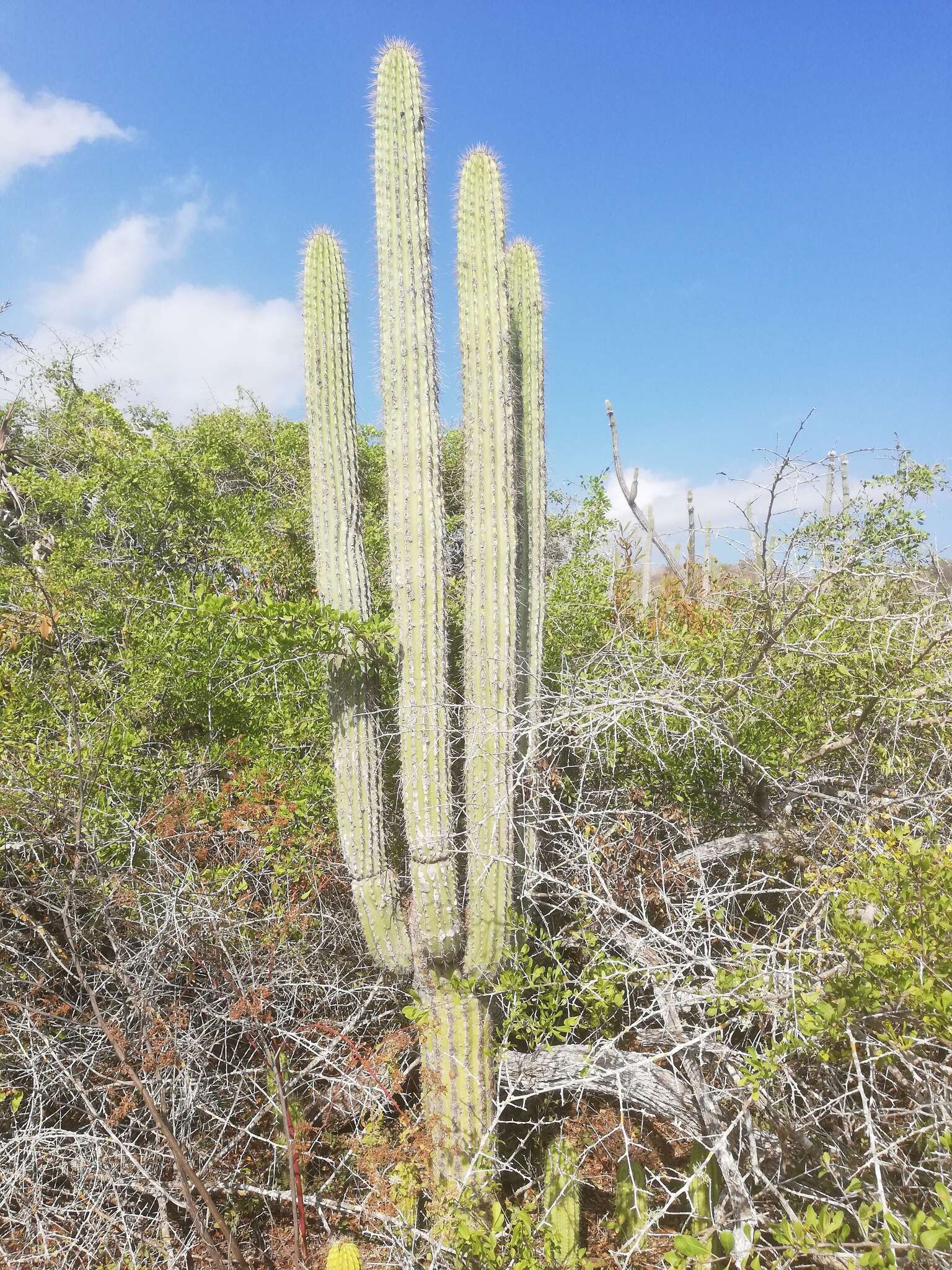 Image of Cephalocereus nudus