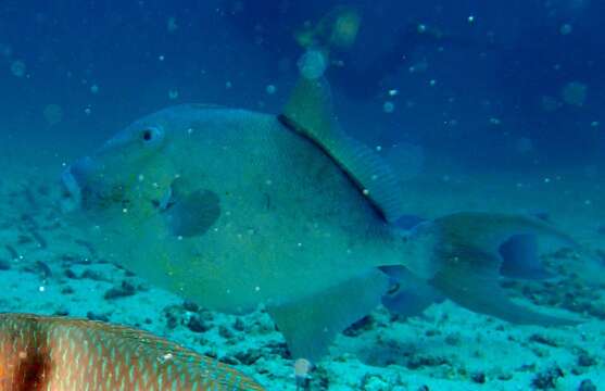 Image of Finescale Triggerfish