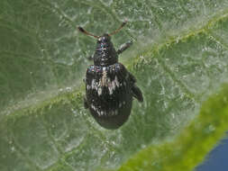 Tachyerges salicis (Linnaeus & C. 1758) resmi