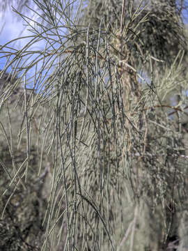 Image of Athel tamarisk