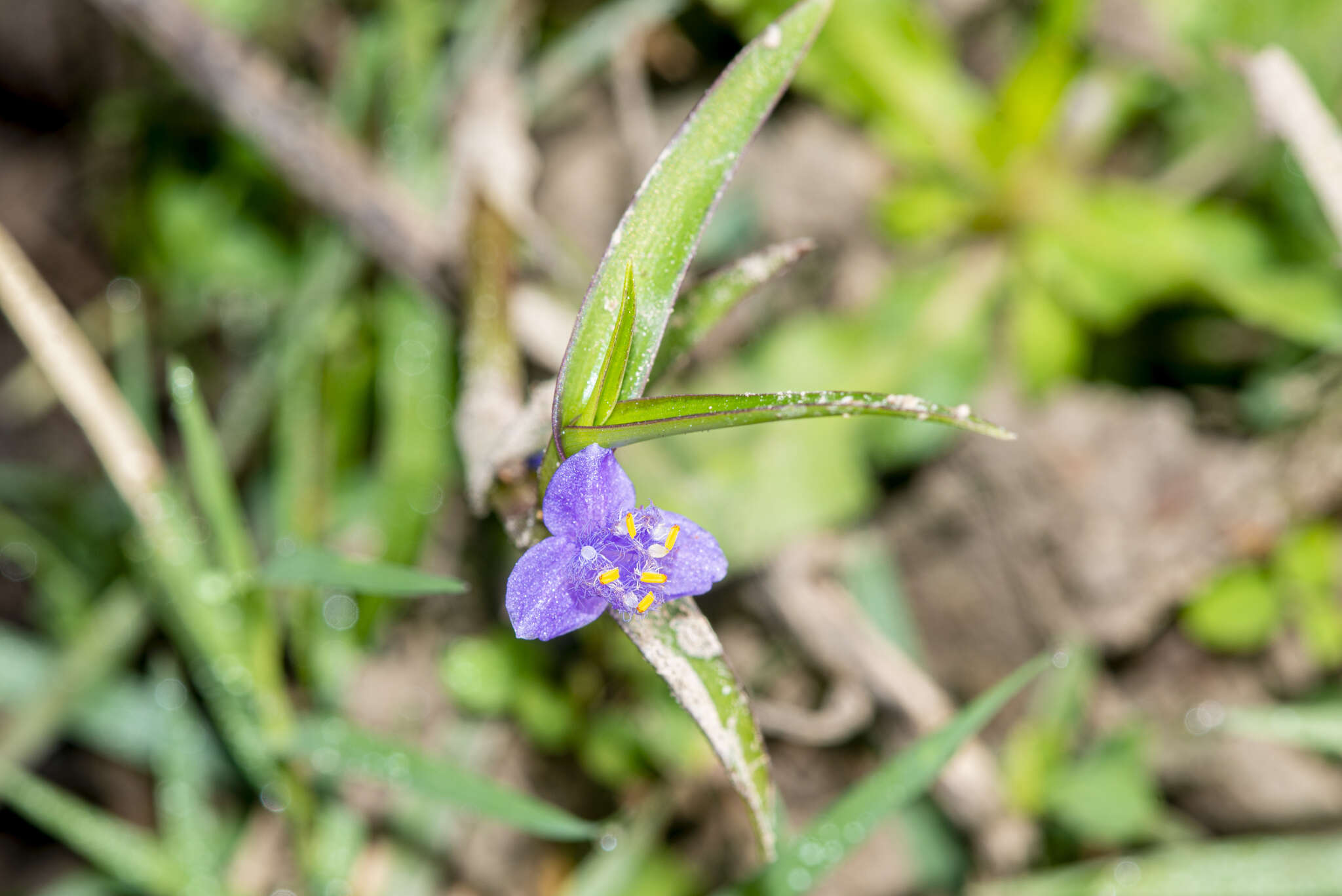 Image of Cyanotis axillaris (L.) D. Don ex Sweet