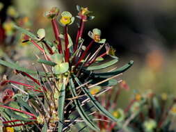 Euphorbia loricata Lam. resmi