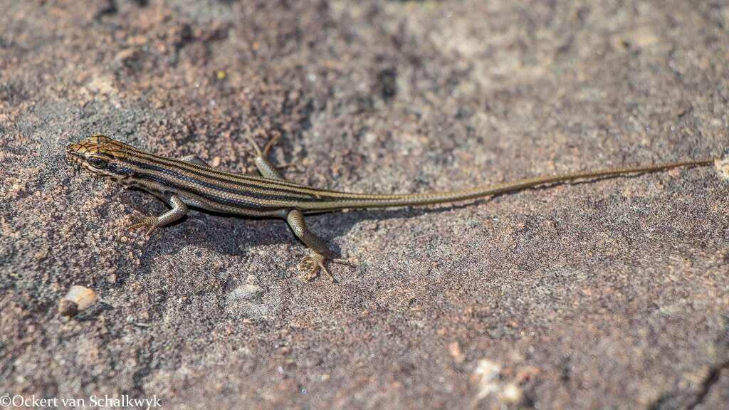 Image of Western Rock Skink