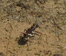 Image of Northern dune tiger beetle