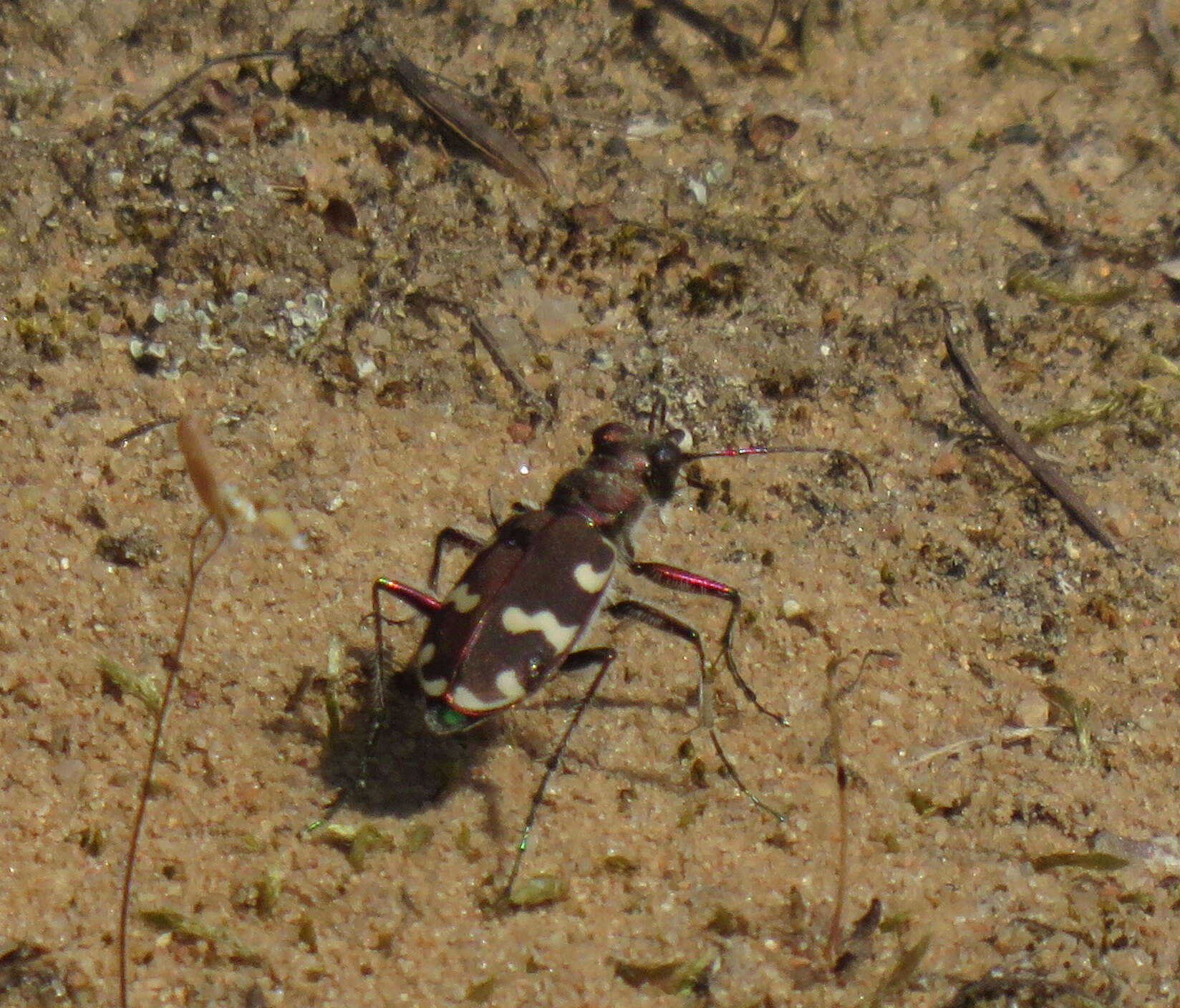 Image of Northern dune tiger beetle
