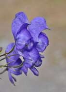 Aconitum nasutum Rchb.的圖片