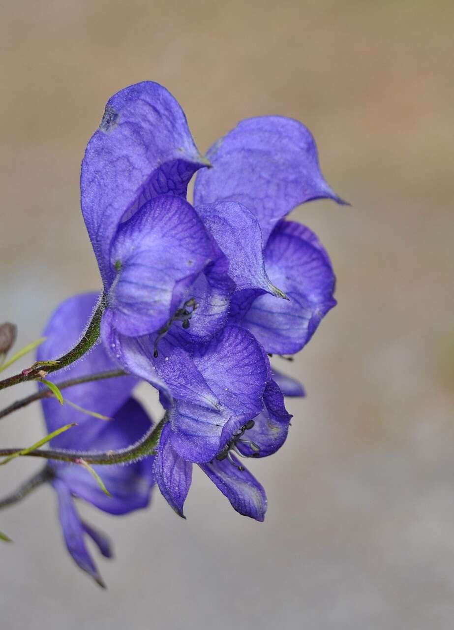 Aconitum nasutum Rchb.的圖片