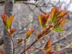 Imagem de Prunus virginiana var. demissa (Nutt.) Torr.