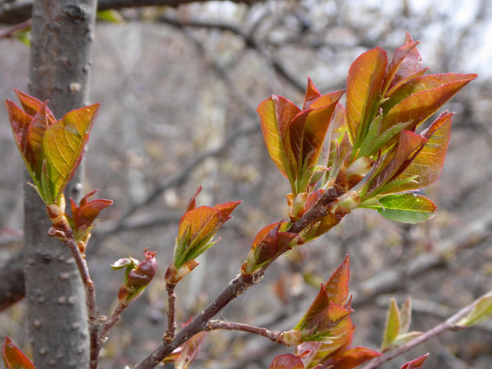 Imagem de Prunus virginiana var. demissa (Nutt.) Torr.