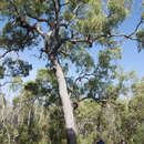 Image of Corymbia nesophila (Blakely) K. D. Hill & L. A. S. Johnson