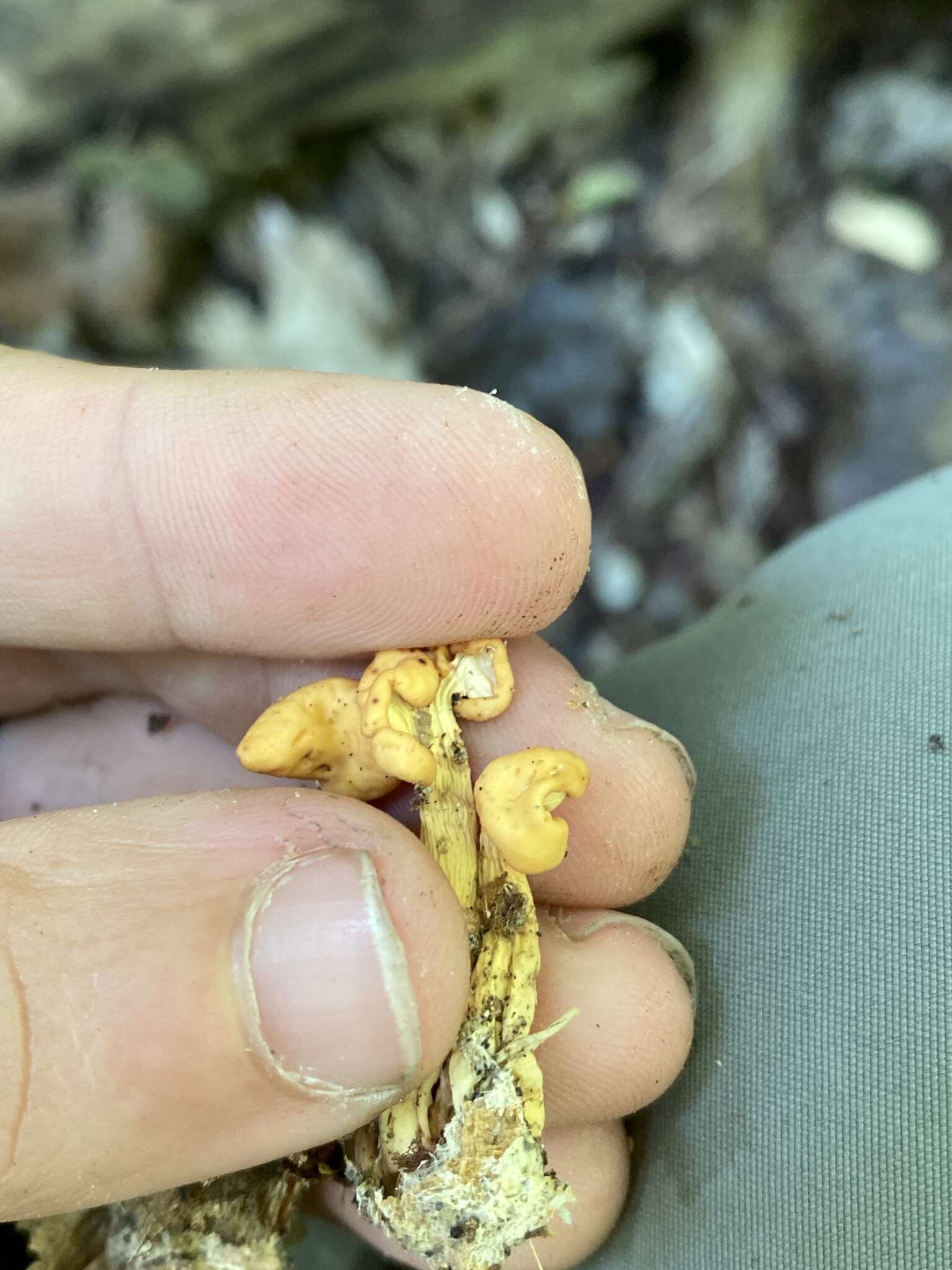 Image of Cudonia lutea (Peck) Sacc. 1885