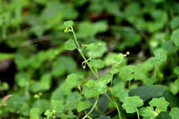 Image de Hydrocotyle bowlesioides Mathias & Constance