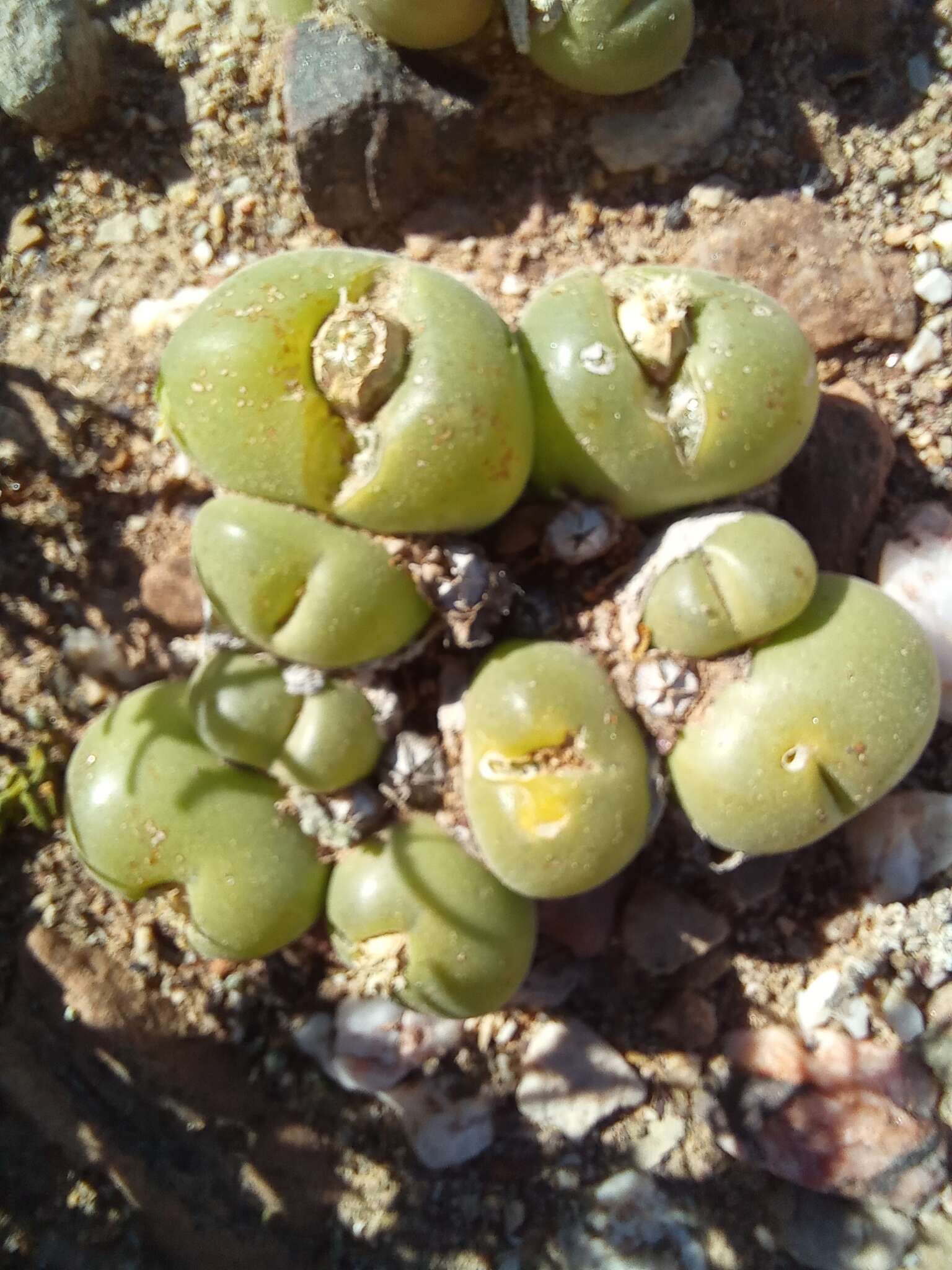 Image of Gibbaeum nuciforme Hartmann