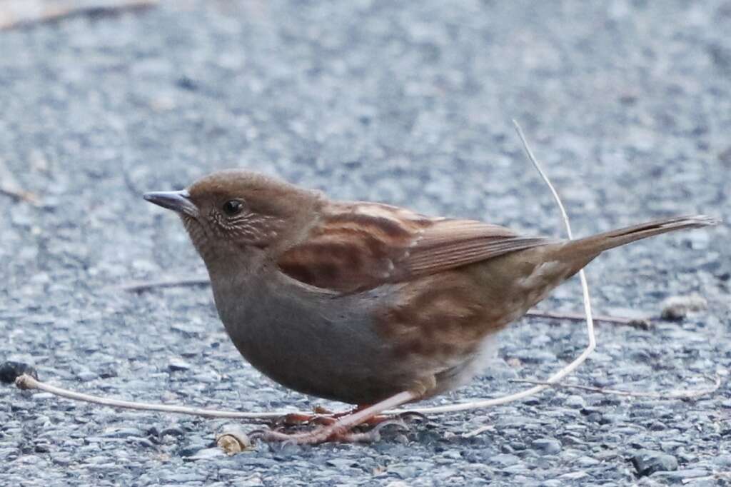 Image of Japanese Accentor