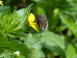 Image of Funereal Duskywing