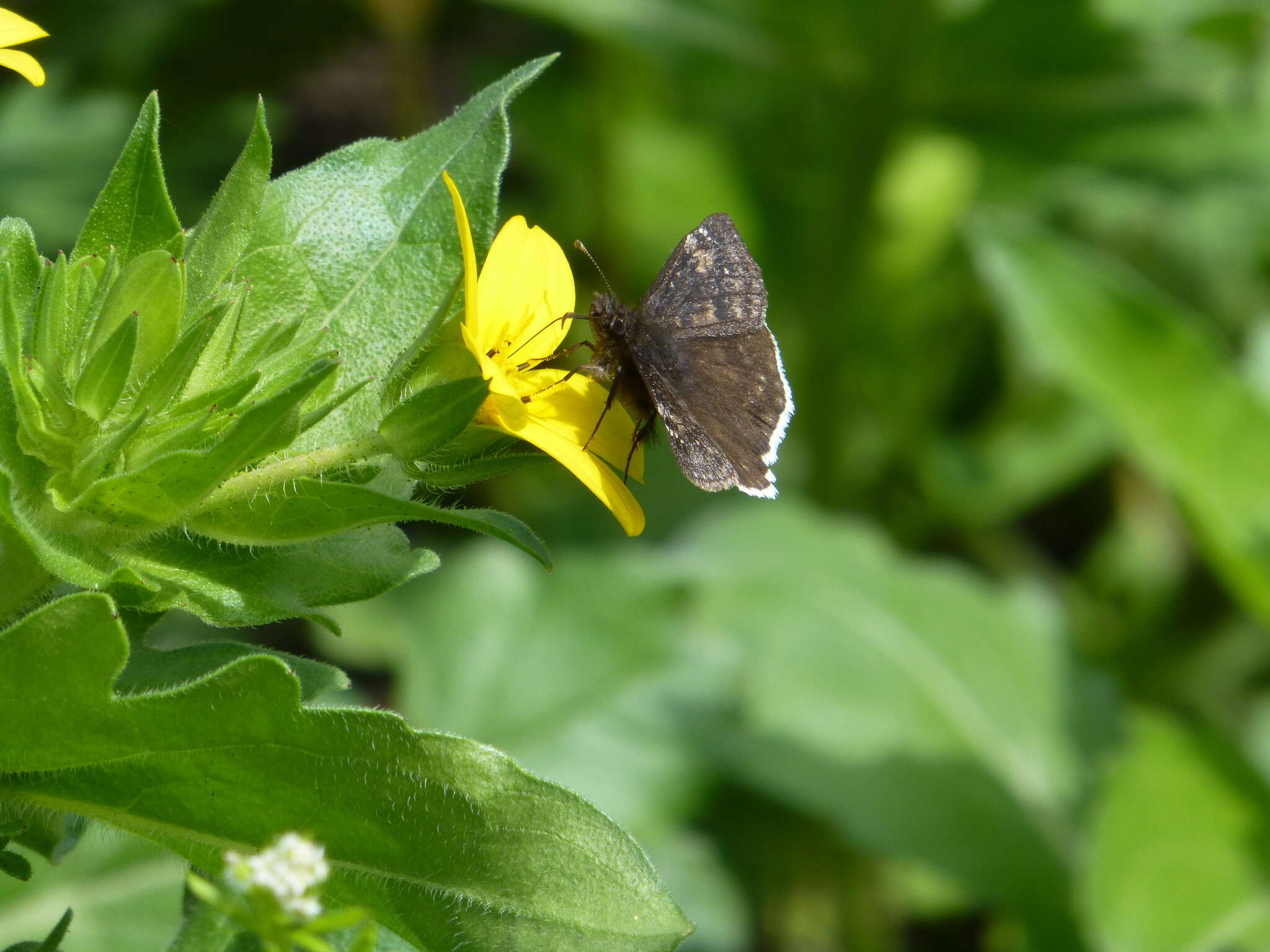 Image of Funereal Duskywing