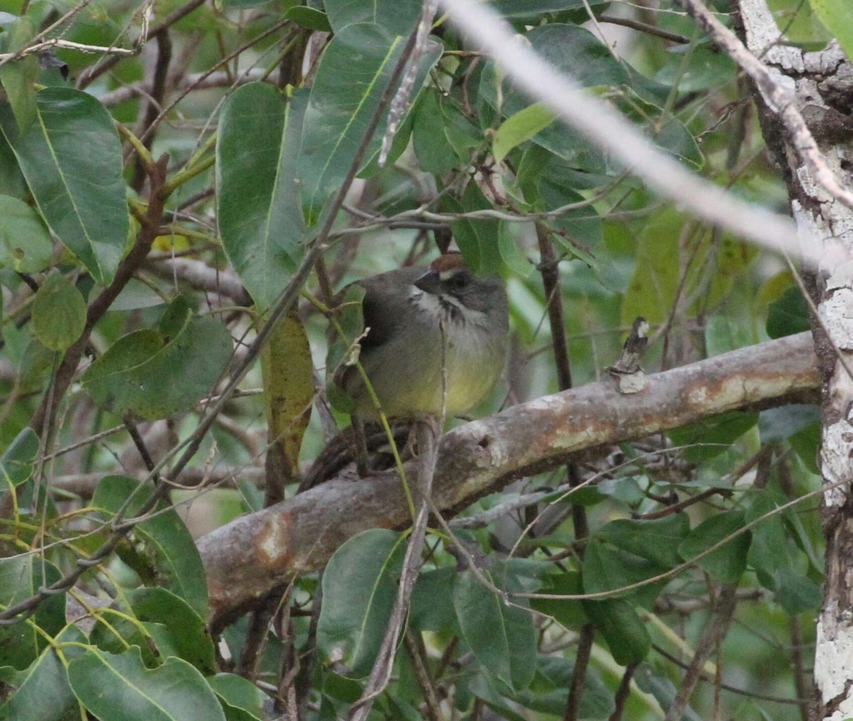 Image of Torreornis Barbour, Peters & JL 1927