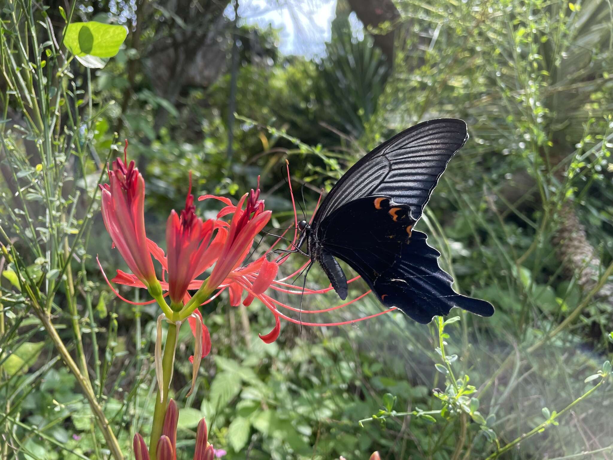 Sivun Papilio macilentus Janson 1877 kuva