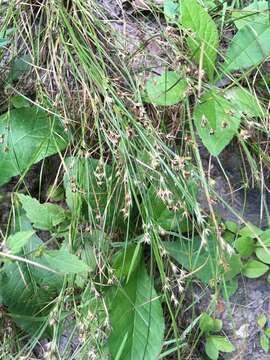 Image of Slender rush