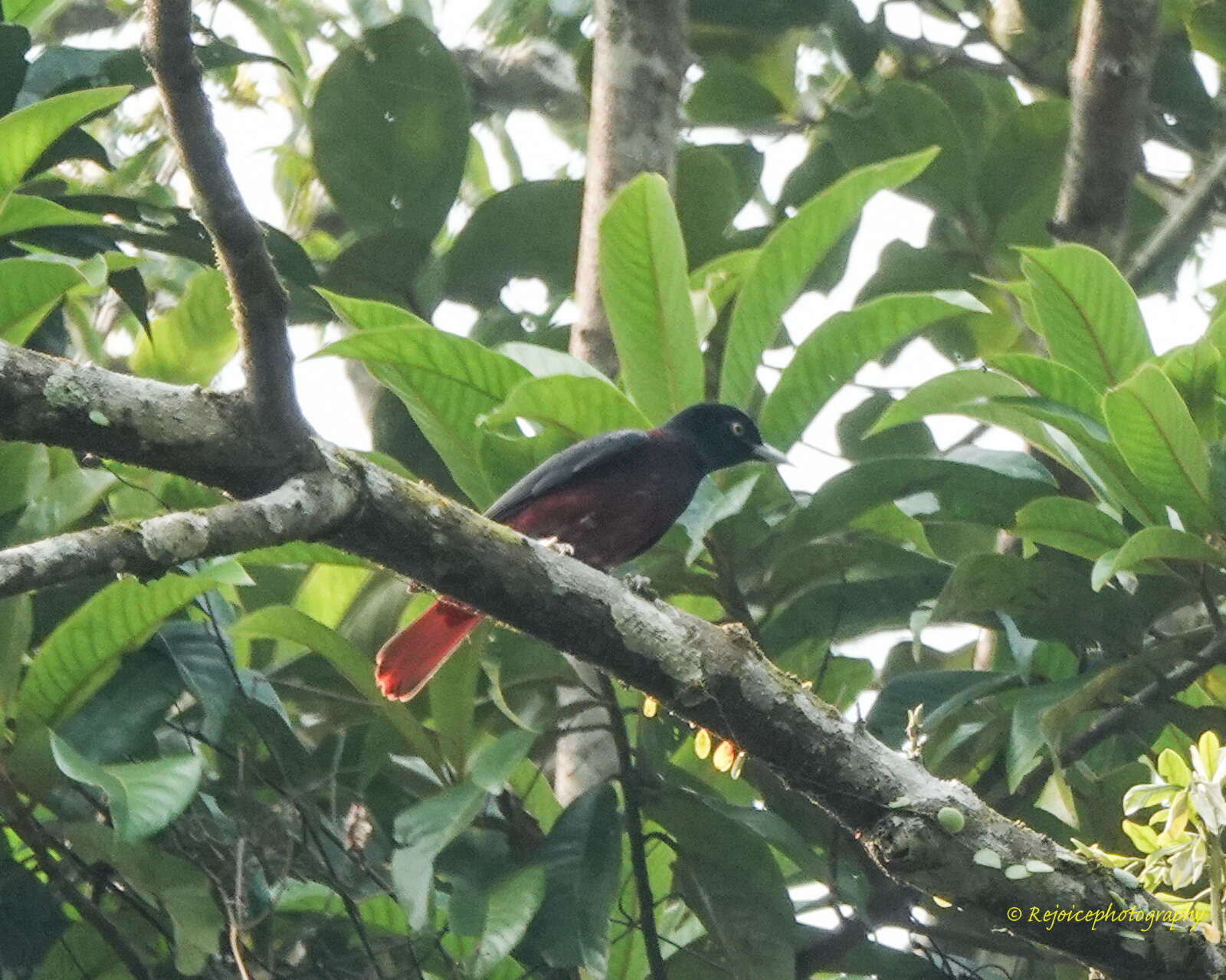 Image of Maroon Oriole