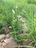 Image of obedient plant