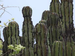 صورة Stenocereus chrysocarpus Sánchez-Mej.