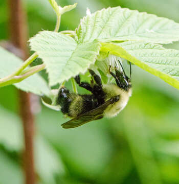 Image of Lemon Cuckoo Bumblebee