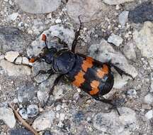 Image of Nicrophorus (Nicrophorus) guttula (Motschulsky 1845)