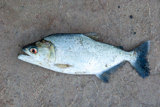 Image of Slender piranha