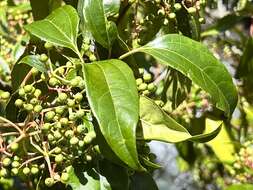 Image of Viburnum propinquum Hemsl.