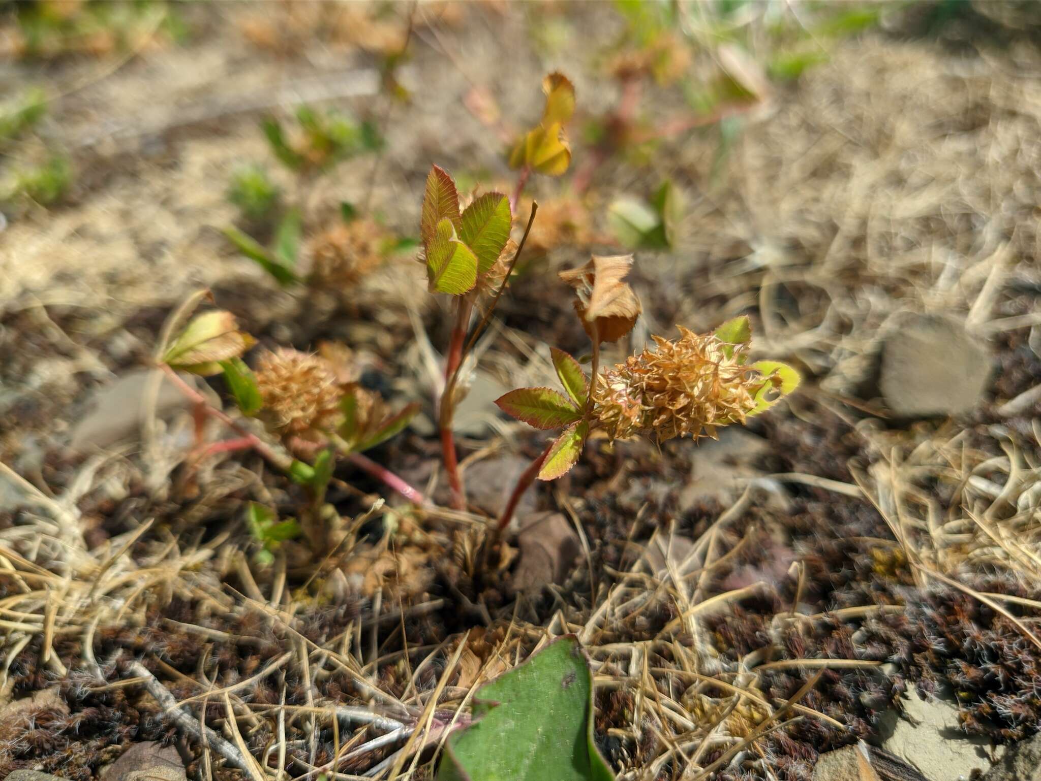 Image of teasel clover