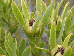 Image of Leucadendron meridianum Salter ex I. Williams