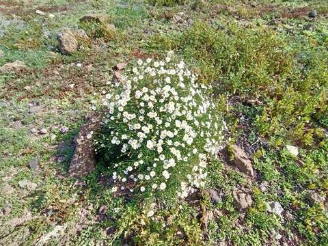 Image of Argyranthemum frutescens subsp. frutescens