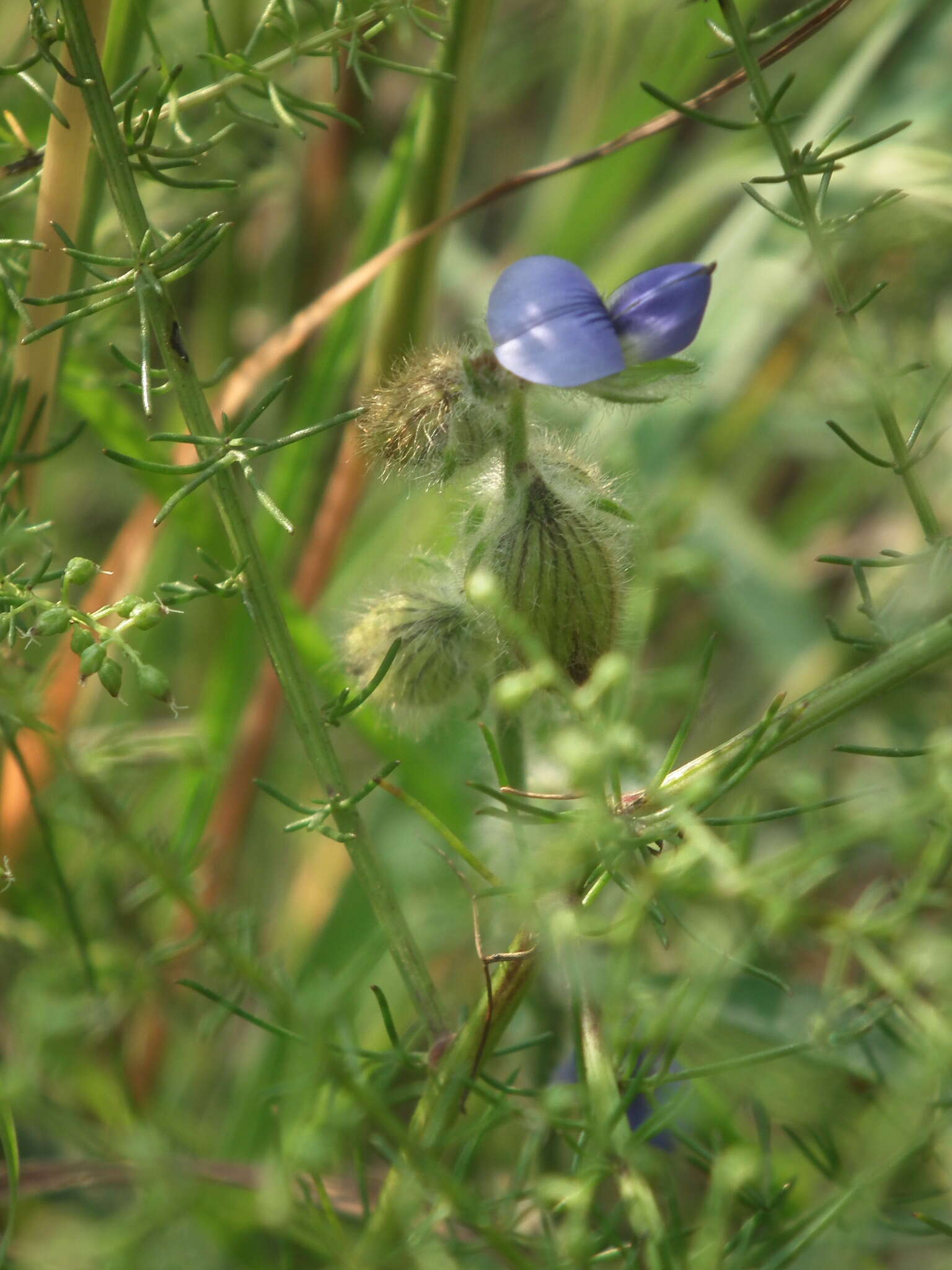 Image of Crotalaria sessiliflora L.