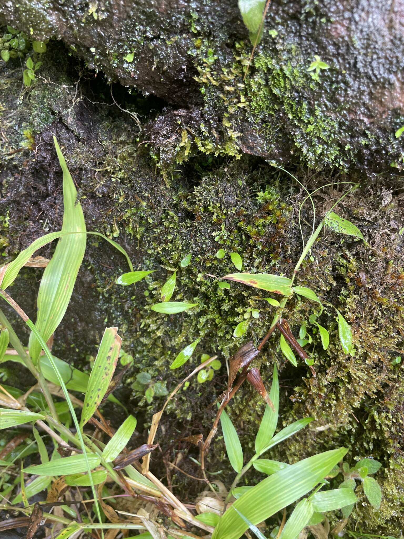 Image of Utricularia jamesoniana Oliv.