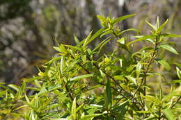 Image of Veronica ligustrifolia A. Cunn.