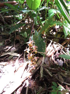 Image of Epidendrum caroli Schltr.