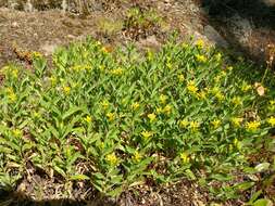 Plancia ëd Columbiadoria hallii (A. Gray) G. L. Nesom