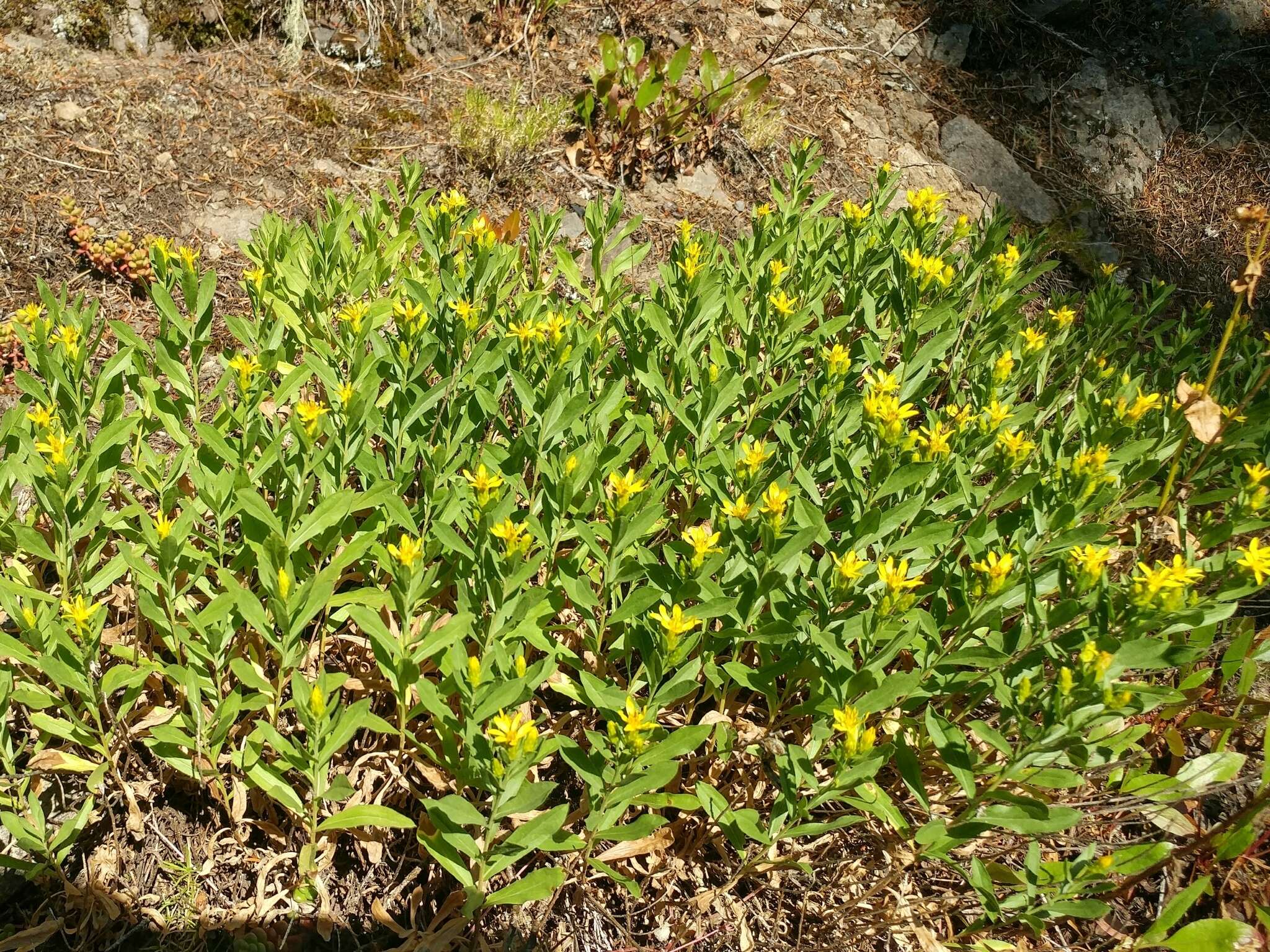 Слика од Columbiadoria hallii (A. Gray) G. L. Nesom