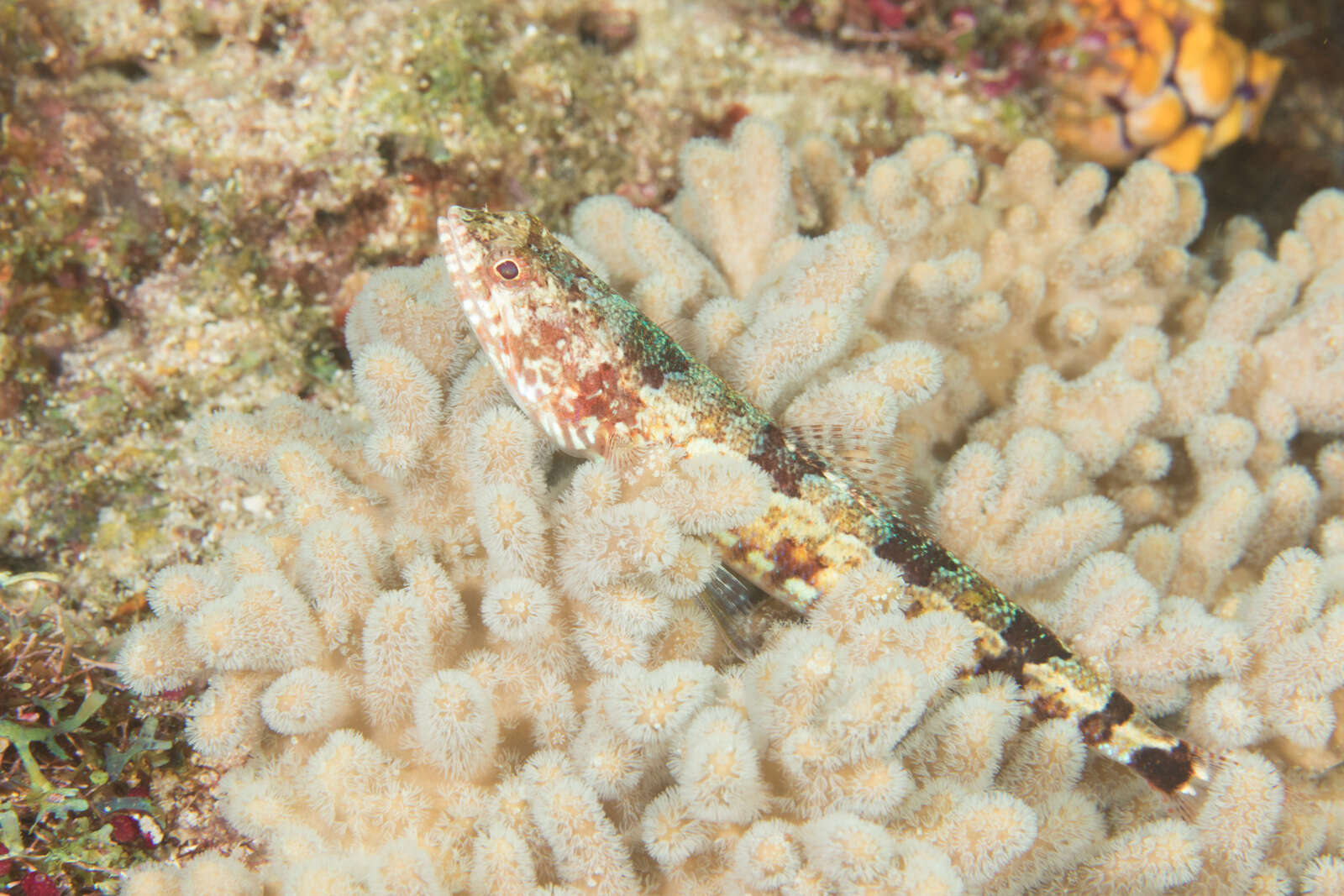 Image of Lighthouse lizardfish