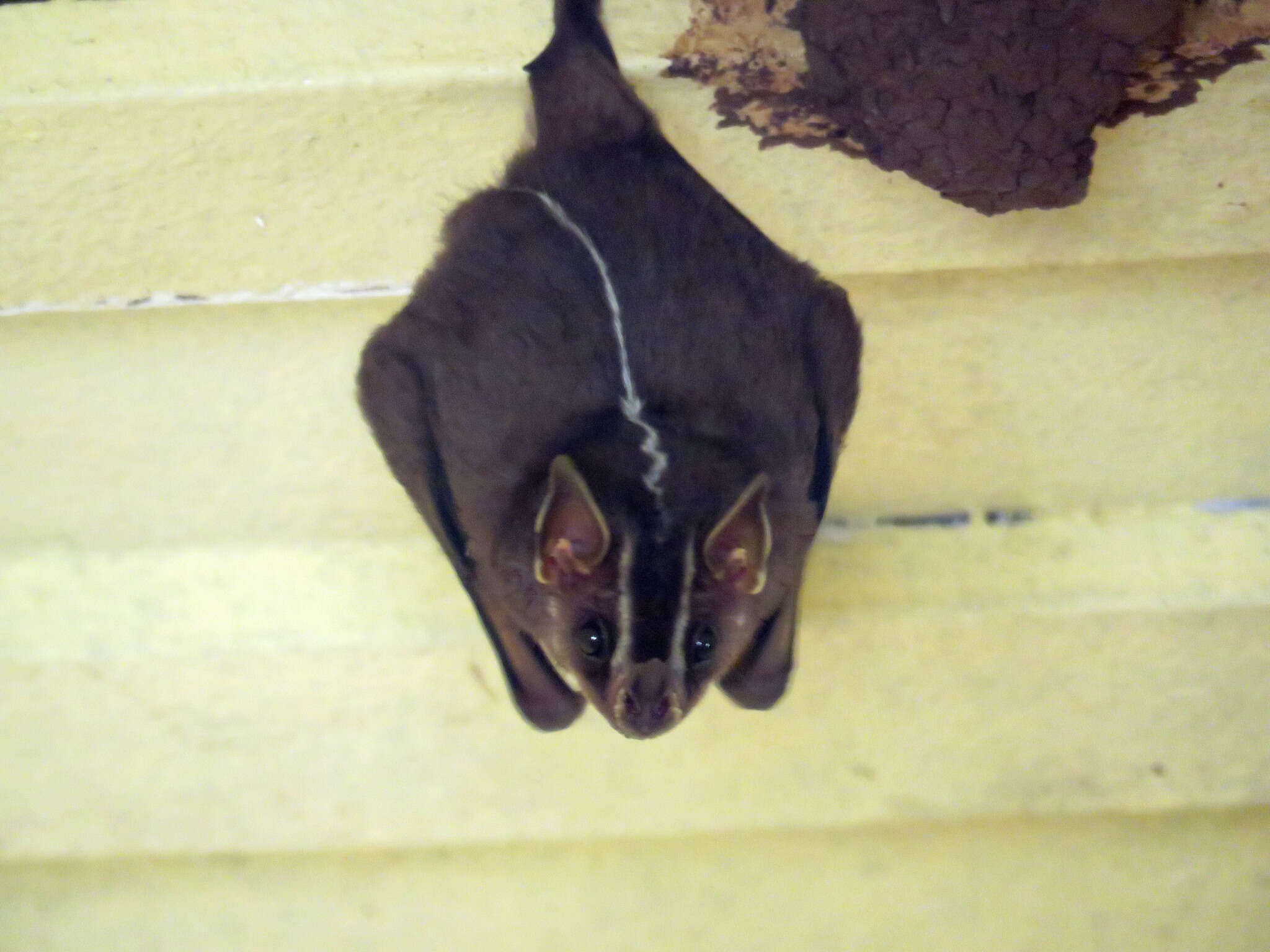 Image of white-lined broad-nosed bat