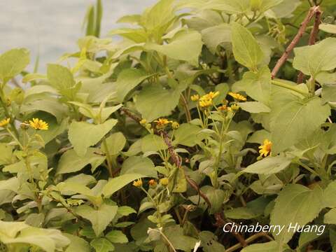 Imagem de Wollastonia biflora (L.) DC.