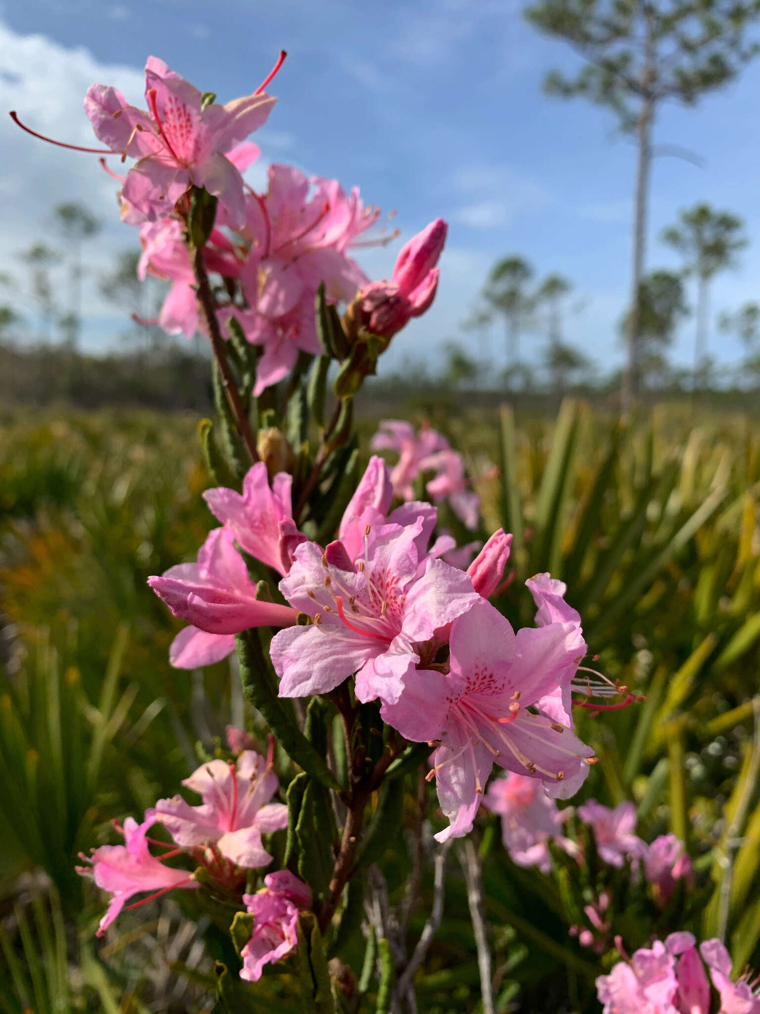 Rhododendron minus var. chapmanii (Alph. Wood) Gandhi & Zarucchi的圖片