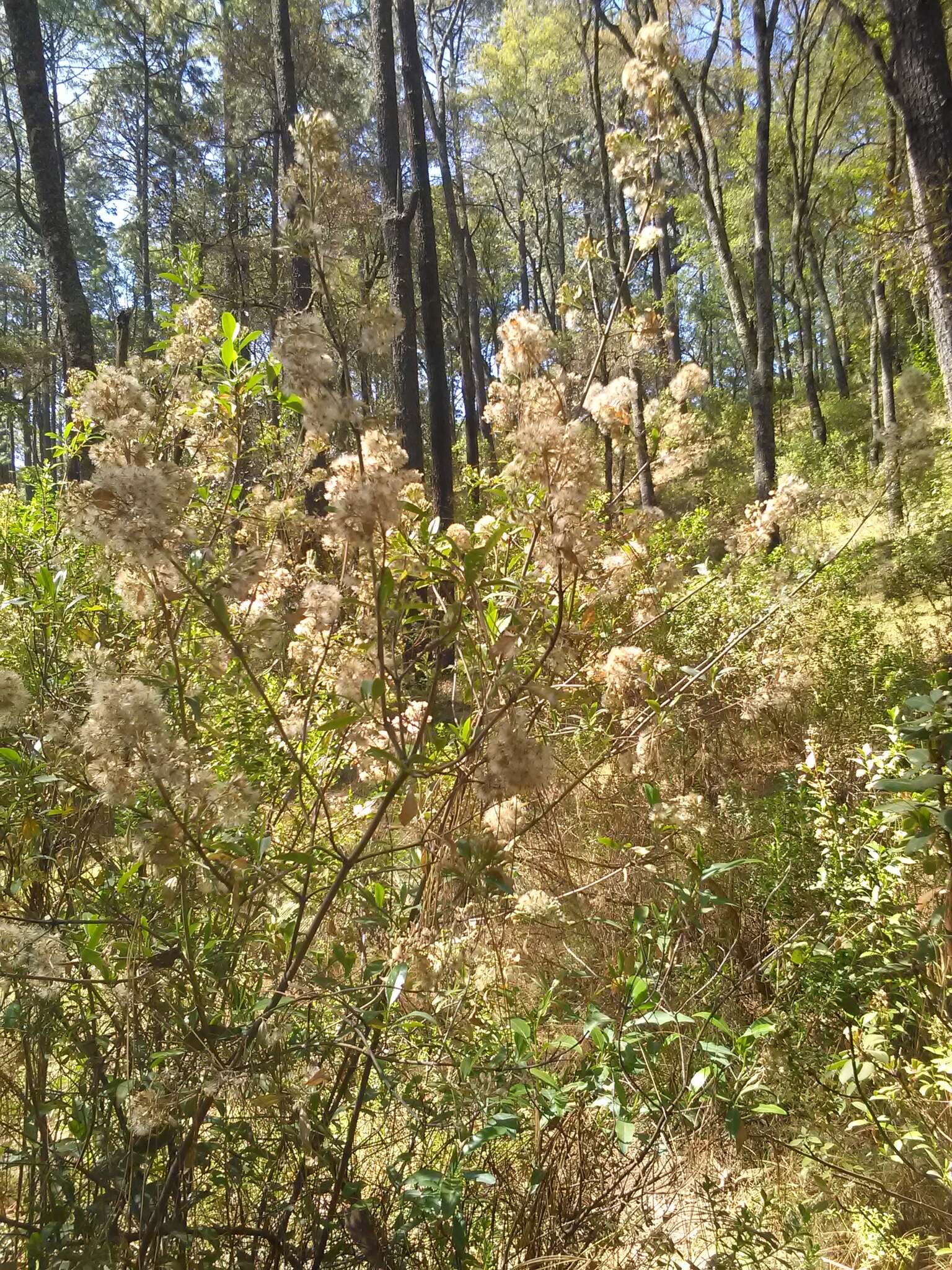 Image of Ageratina glabrata (Kunth) R. King & H. Rob.