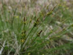 Image of Carex jankowskii Gorodkov