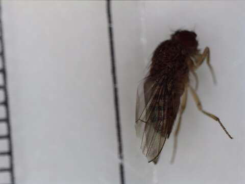 Image of Pomace fly