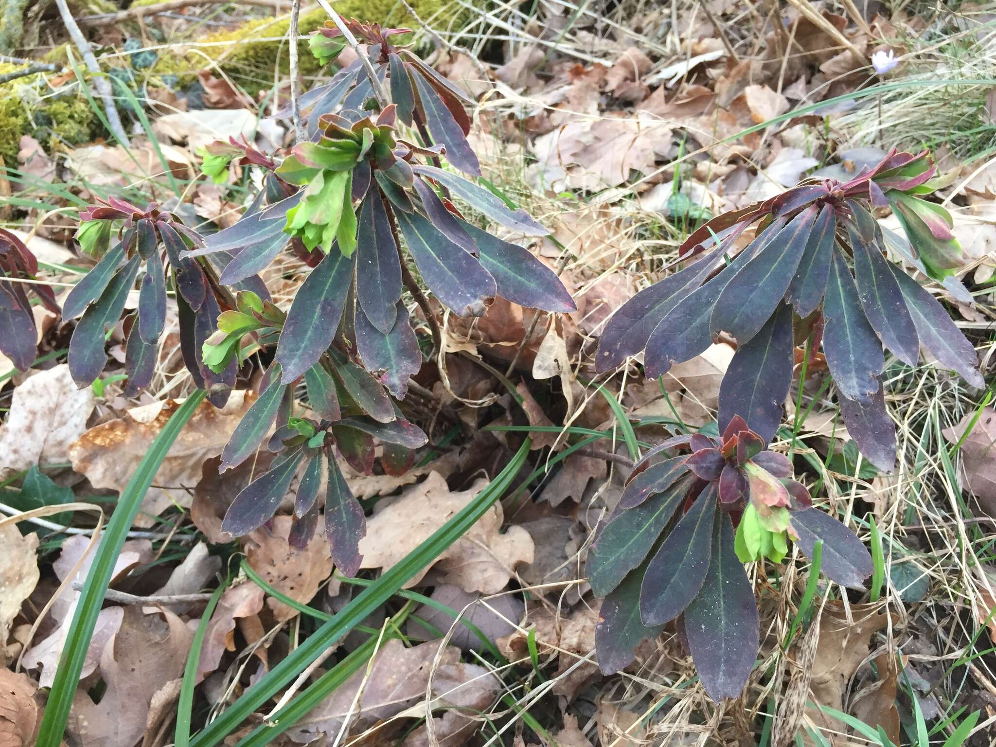 Image of Wood Spurge