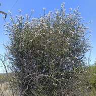 Image of woolyleaf ceanothus