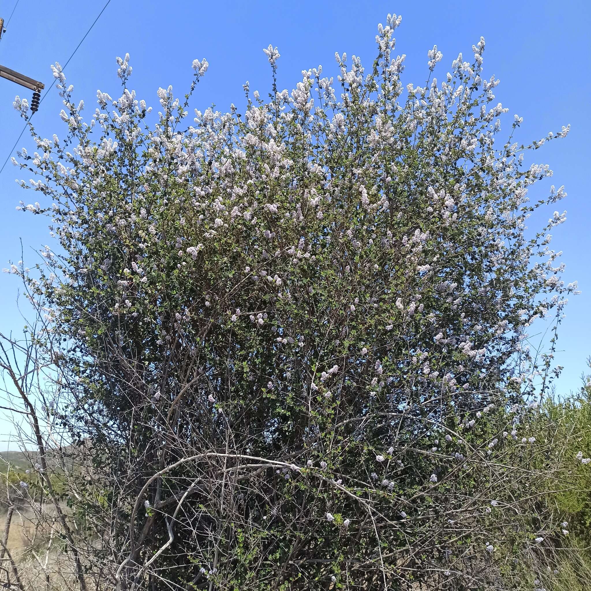 Image of woolyleaf ceanothus